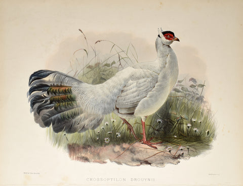 Daniel Giraud Elliot (1835-1915), Crossoptilon Drouynii (White Eared Pheasant)