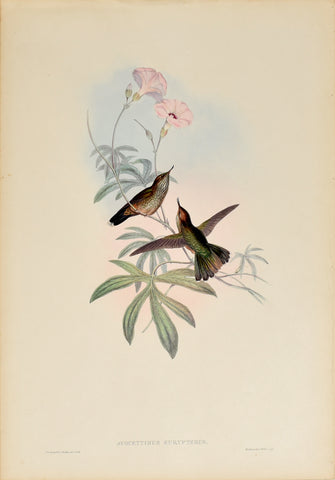 John Gould (1804-1881), Avocettinus Eurypterus (Purple-Tailed Avocet)