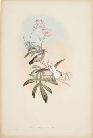 John Gould (1804-1881), Avocettinus Eurypterus (Purple-Tailed Avocet)