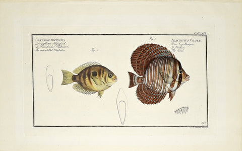 Marcus Elieser Bloch (1723-1799), Chaetodon Maculatus & Acanthurus Velifer (Butterflyfish & The Sail), Pl CCCCXXVII