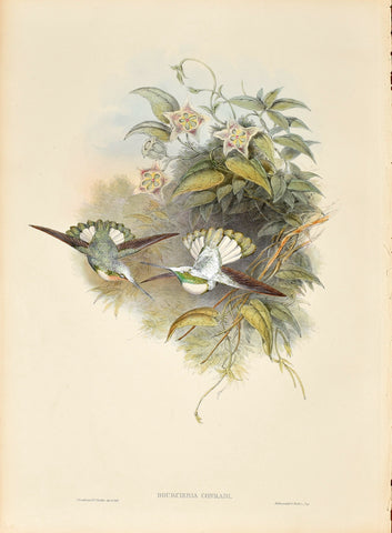 John Gould (1804-1881), Bourcieria Conradi (Conrad's Inca)