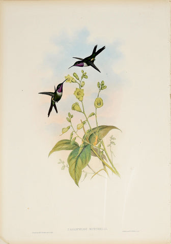 John Gould (1804-1881), Calliphlox Mitchelli (Purple Throated Woodstar)