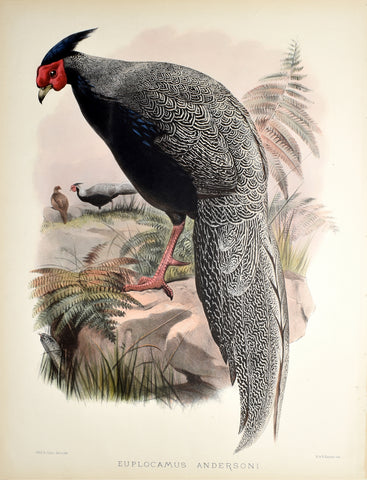 Daniel Giraud Elliot (1835-1915), Euplocamus Andersoni (Anderson's Pheasant)