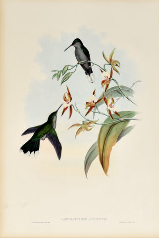 John Gould (1804-1881), Campylopterus Latipennis (Grey Breasted Sabrewing)