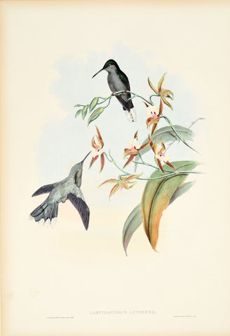 John Gould (1804-1881), Campylopterus Latipennis (Grey Breasted Sabrewing)