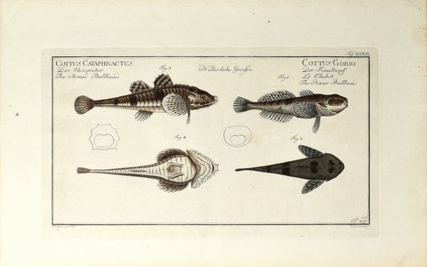 Marcus Elieser Bloch (1723-1799), Cottus Cataphractus & Cottus Gobio (Armed Bullhead & River Bullhead), Pl XXXIX