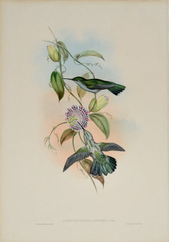 John Gould (1804-1881), Campylopterus Obscurus (Sombre Sabre Wing)