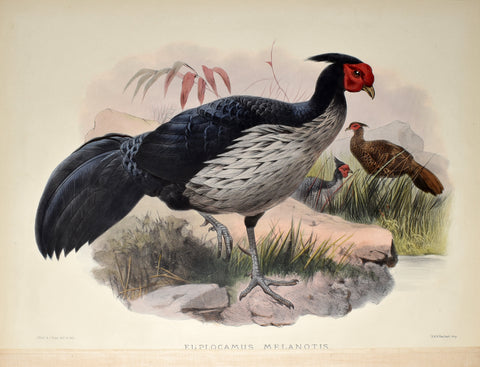 Daniel Giraud Elliot (1835-1915), Euplocamus Melanotis (Black Backed Kaleege)