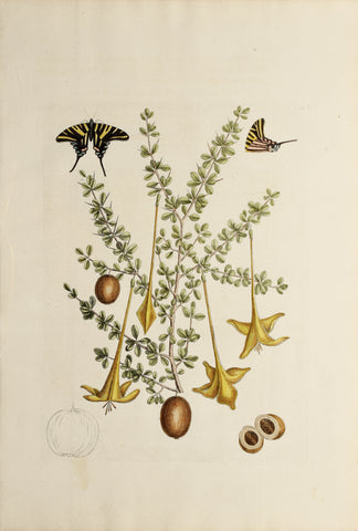 Mark Catesby (1683-1749), Prickly Apple, P100