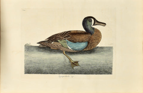 Mark Catesby (1683-1749), The White Faced Teal, P100