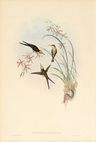 John Gould (1804-1881), Chlorostilbon Auriceps (Long Tailed Emerald)