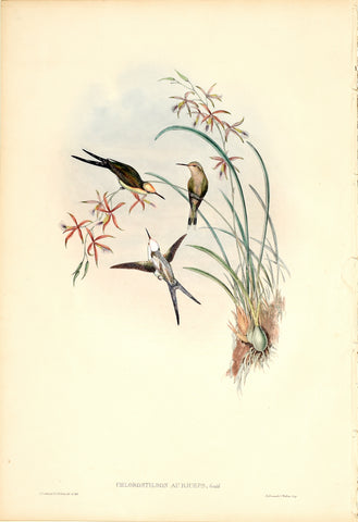 John Gould (1804-1881), Chlorostilbon Auriceps (Long Tailed Emerald)
