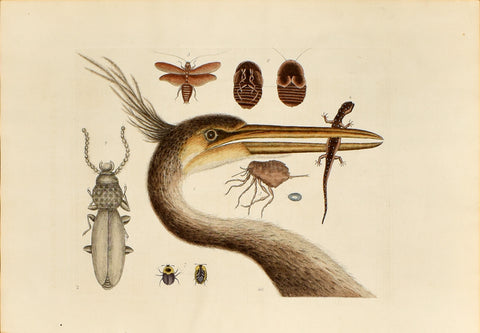 Mark Catesby (1683-1749), The Largest Crested Heron, no. 10