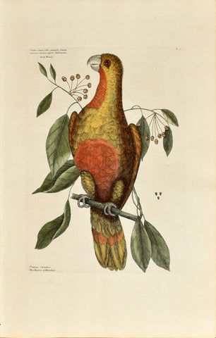 Mark Catesby (1683-1749), The Parrot of Parad, P.10