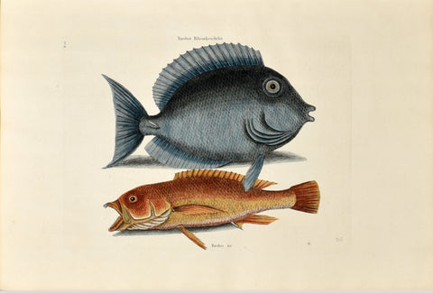 Mark Catesby (1683-1749), The Tang, P10