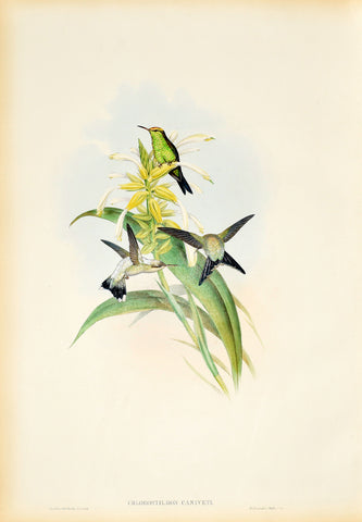 John Gould (1804-1881), Chlorostilbon Caniveti (Canivet's Emerald)