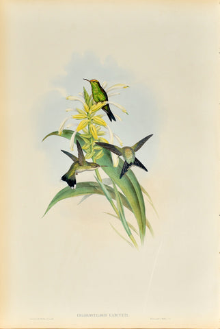 John Gould (1804-1881), Chlorostilbon Caniveti (Canivet's Emerald)