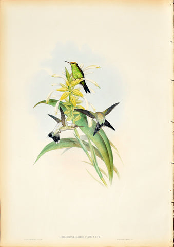 John Gould (1804-1881), Chlorostilbon Caniveti (Canivet's Emerald)