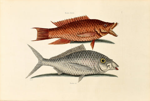 Mark Catesby (1683-1749), The Hogfish, P11