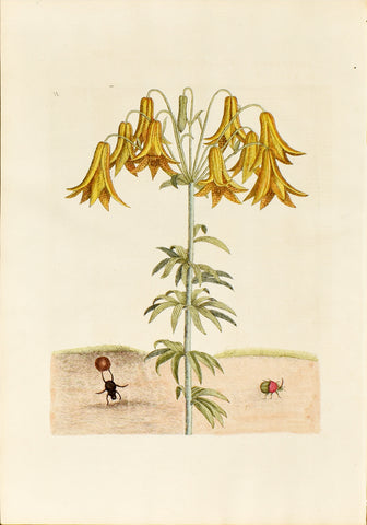 Mark Catesby (1683-1749), The Tumble Turds, no. 11