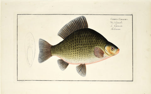 Marcus Elieser Bloch (1723-1799), Cyprinus Carassius (Crucian), Pl XI