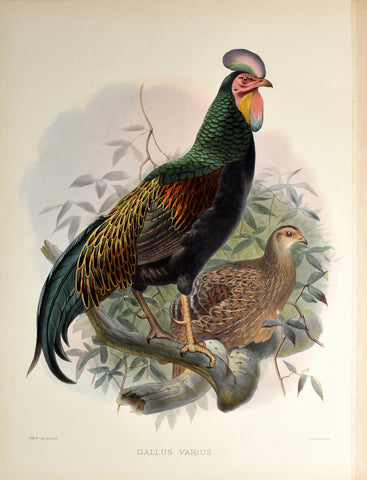 Daniel Giraud Elliot (1835-1915), Gallus Varius (Fork-Tailed Jungle-Fowl)