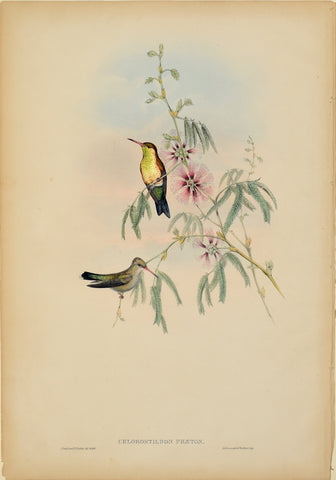 John Gould (1804-1881), Chlorostilbon Phaeton (Glittering Emerald)