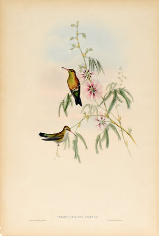 John Gould (1804-1881), Chlorostilbon Phaeton (Glittering Emerald)