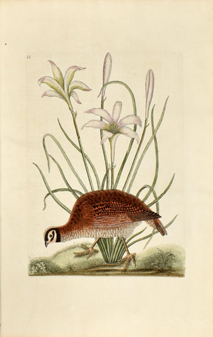 Mark Catesby (1683-1749), The American Partridge, no. 12