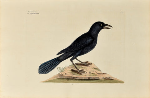 Mark Catesby (1683-1749), The Purple Jackdaw, P.12