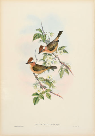 John Gould (1804-1881), Ixulus Occipitalis (Thick-billed Ixulus)