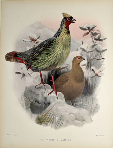 Daniel Giraud Elliot (1835-1915), Ithaginis Cruentus (Blood Pheasant)