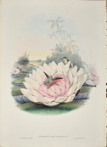 John Gould (1804-1881), Chlorostilbon Portmanni (Short Tailed Emerald)