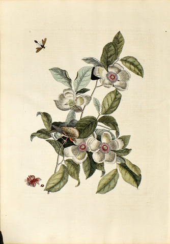 Mark Catesby (1683-1749), Silky Camellia, no. 13