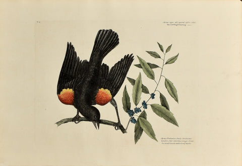 Mark Catesby (1683-1749), The Red Winged Starling, P.13