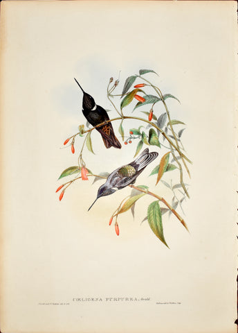 John Gould (1804-1881), Coeligena Purpurea (Purple Coeligene)