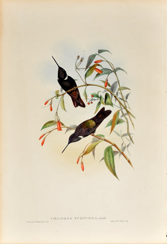John Gould (1804-1881), Coeligena Purpurea (Purple Coeligene)