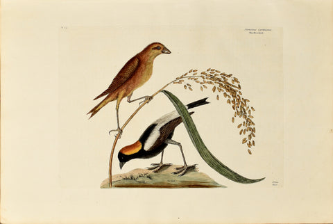 Mark Catesby (1683-1749), The Rice-bird, P14