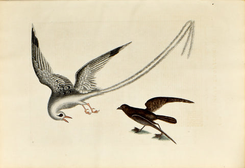 Mark Catesby (1683-1749), The Tropic Bird, no. 14