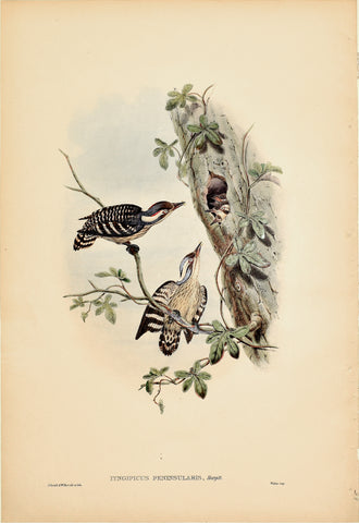 John Gould (1804-1881), Iyngipicus Peninsularis (Travancore Pygmy Woodpecker)