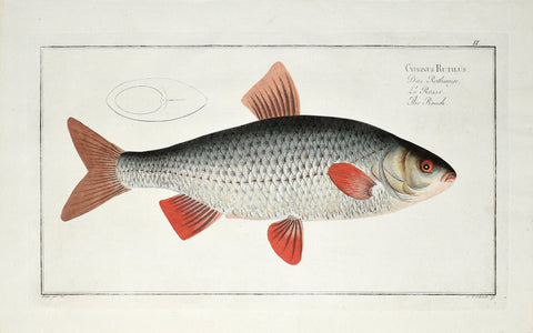 Marcus Elieser Bloch (1723-1799), Cyprinus Rutilus (Roach), Pl II