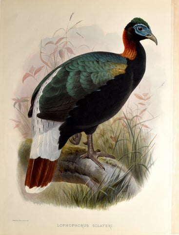 Daniel Giraud Elliot (1835-1915), Lophophorus Sclateri (Sclater's Monal)