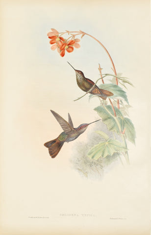 John Gould (1804-1881), Coeligena Typica (Bronzy Inca)