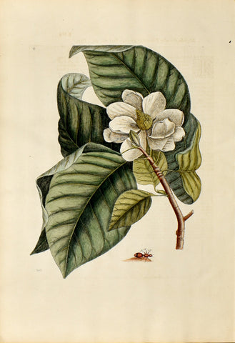 Mark Catesby (1683-1749), Cucumber Tree, no. 15