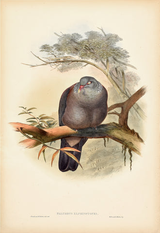 John Gould (1804-1881), Palumbus Elphinstonei (Nilgiri Wood Pigeon)