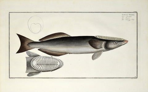 Marcus Elieser Bloch (1723-1799), Echenels Remora (Sucking Fish), Pl CLXXII