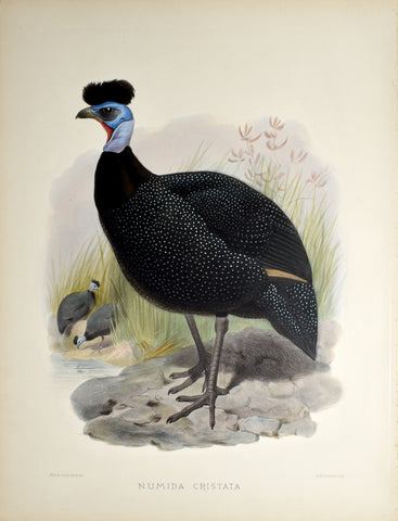Daniel Giraud Elliot (1835-1915), Numida Cristata (Crested Guinea-Fowl)