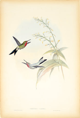 John Gould (1804-1881), Cometes Caroli (Charlie's Comet)