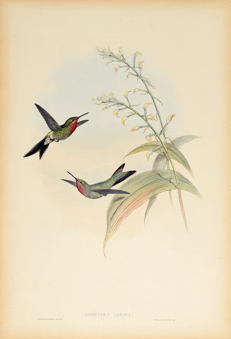 John Gould (1804-1881), Cometes Caroli (Charlie's Comet)