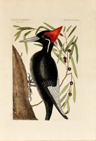 Mark Catesby (1683-1749), Largest White Billed Woodpecker, P 16
